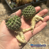 Copiapoa hybrid 3 pack