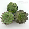 Sempervivum Mystery Trio Pack