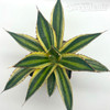 Agave lophantha quadricolor