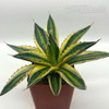 Agave lophantha quadricolor