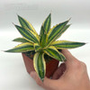 Agave lophantha quadricolor