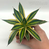 Agave lophantha quadricolor