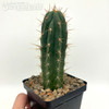 Trichocereus peruvianus 'Bonny' x 'Blue 3' for sale at East Austin Succulents
