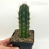 Trichocereus peruvianus 'Bonny' x 'Blue 3' for sale at East Austin Succulents