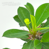Euphorbia milii 'Crown of Thorns' (Yellow Flowers)