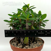 Euphorbia milii 'Crown of Thorns' (Yellow Flowers)