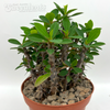 Euphorbia milii 'Crown of Thorns' (Yellow Flowers)