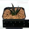 Ariocarpus agavoides