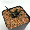 Ariocarpus agavoides