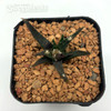 Ariocarpus agavoides