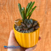 Yellow Ribbed Planter Kit