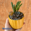 Yellow Ribbed Planter Kit
