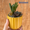 Yellow Ribbed Planter Kit