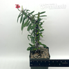 Euphorbia "Gobbit" gottlebei x milii dwarf form