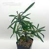 Euphorbia "Gobbit" gottlebei x milii dwarf form