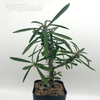 Euphorbia "Gobbit" gottlebei x milii dwarf form