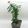 Euphorbia "Gobbit" gottlebei x milii dwarf form