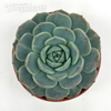 Echeveria macadamia for sale at East Austin Succulents