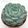 Echeveria macadamia for sale at East Austin Succulents