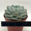 Echeveria macadamia for sale at East Austin Succulents