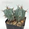 Echinocactus ingens for sale at East Austin Succulents