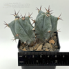 Echinocactus ingens for sale at East Austin Succulents