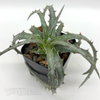 Hechtia rosea for sale at East Austin Succulents