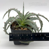 Hechtia rosea for sale at East Austin Succulents