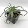 Hechtia rosea for sale at East Austin Succulents