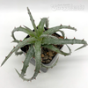 Hechtia rosea for sale at East Austin Succulents