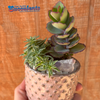 Studded Rose Planter Arrangement Kit