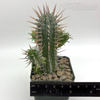 Euphorbia inconstantia