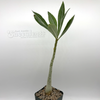 Adenium obesum "Gold Dust"