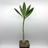 Adenium obesum "Gold Dust"