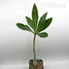 Adenium obesum "Gold Dust"