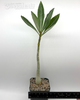 Adenium obesum "Gold Dust"