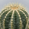Notocactus magnificus (Parodia magnifica)
