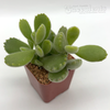 Cotyledon tomentosa ladismithiensis