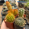 Cactus 4 Pack