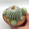 Notocactus scopa