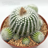 Notocactus scopa