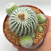 Notocactus scopa