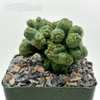 Cereus forbesii monstrose 'Ming Thing'
