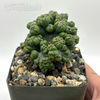 Cereus forbesii monstrose 'Ming Thing'
