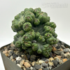Cereus forbesii monstrose 'Ming Thing'