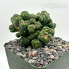 Cereus forbesii monstrose 'Ming Thing'