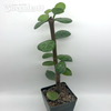 Portulacaria afra 'Mammoth'