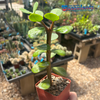 Portulacaria afra 'Mammoth'