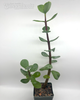 Portulacaria afra 'Mammoth'