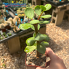 Portulacaria afra 'Mammoth'